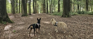 De Vorte bossen en Gallatasbossen in Ruiselede (samen 8 km)