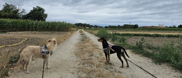 Verrassend groen rond Lebbeke wandelroute (10km)