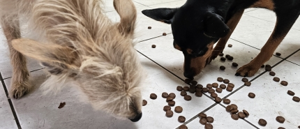 Glutenvrije hondenbrokken: Mijn ervaring met Gutsy