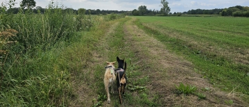 Wandeling door Neerhelst - De Botten in Geel (3 km)