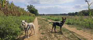 Wandeling door Den Haert in Poederlee (4 of 7 km)