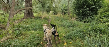 Wandeling door het Langbos en de Babbelse Plassen