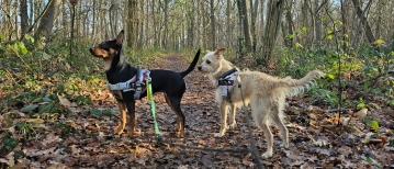 De mooiste wandelingen in Zemst en omgeving