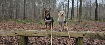 Wandelen in Aalter en omgeving: de mooiste wandelingen