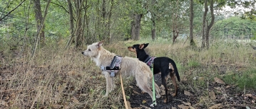 Wandeling door het Wullebos in Stekene (10,6 km)