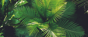 De onmisbare charme van kunstplanten in jouw interieur