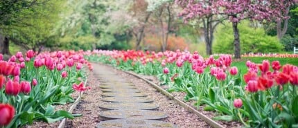 Hoe richt je een tuin in?