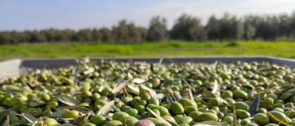Beste biologische extra vierge olijfolie 2024/2025 – Rincón de la Subbética