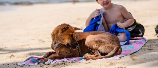 Vakantie op Ameland met je hond – HIER kan je samen uitwaaien! 🐾