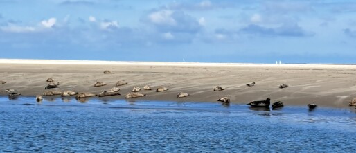 Zeehonden spotten op Ameland - MIS deze robbentocht niet! 🚤🌊