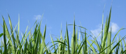 Emigreren en teleurstellingen: Wat als het gras toch niet groener blijkt