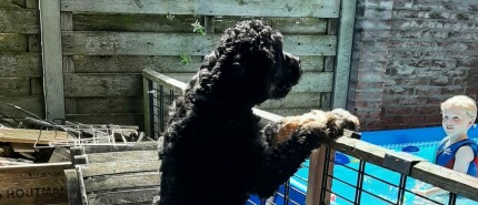 Veilige omgang tussen kind en hond: de kracht van regels