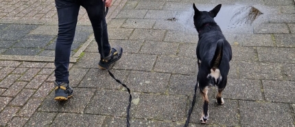 Wanneer kan je kind de hond alleen uitlaten?