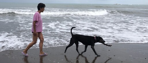 Dominicalito pet sitting
