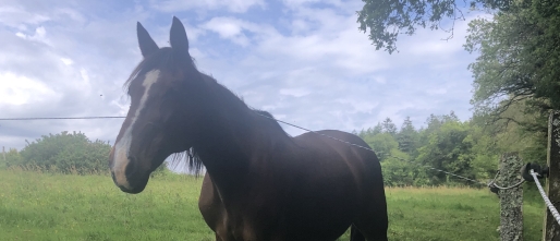 Bulat Pestivien Petsitting 7 mei tot 23 mei