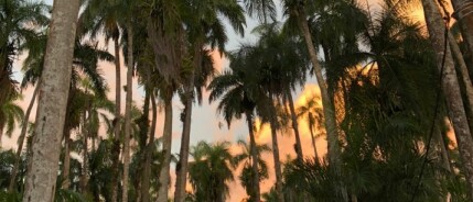 De Palmentuin van Paramaribo