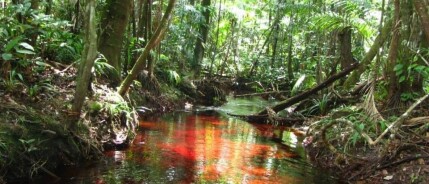 Ontdek de betekenis van Loko Winti – de aardse winti van orde, bescherming en heilige wijsheid binnen de Afro-Surinaamse traditie. 🌳