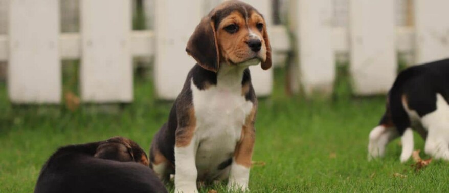Hoe groot wordt een Beagle