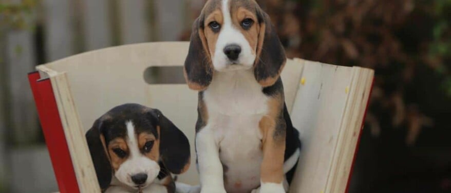 Beagle en kinderen