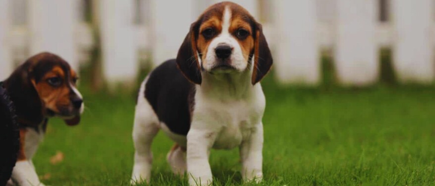 Beagle Karaktereigenschappen: Vriendelijk, Energiek en Nieuwsgierig