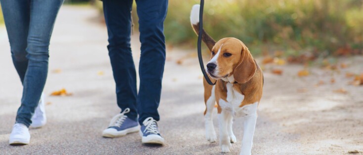 Beagle Opvoeding en Training – Een Complete Gids voor een Gelukkige en Gehoorzame Hond