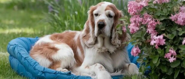 Hoe oud wordt een Cocker Spaniel?