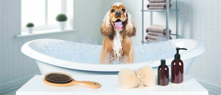 Hoe vaak moet ik een Cocker Spaniel wassen?