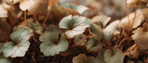 Dialoog met de natuur: Hondsdraf