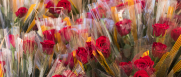 Feliz Dia de Sant Jordi!