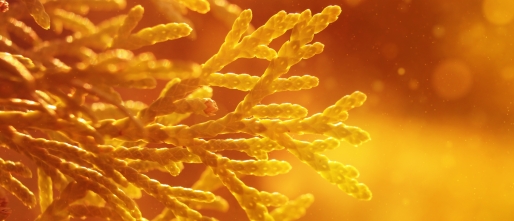 De Mysterievolle Ruimte: De bron van verbinding en creativiteit...