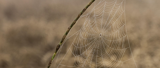 TaoMind en tijdloos leven: van mentale onrust naar aanwezigheid