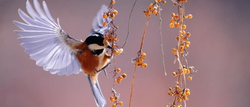 De Zachte Kracht van Wijsheid – Hoe TaoMind je Leert Leven in Stilte, Intuïtie en Innerlijke Flow