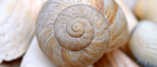Van Controle naar Flow – Terug naar Je Natuurlijke Balans