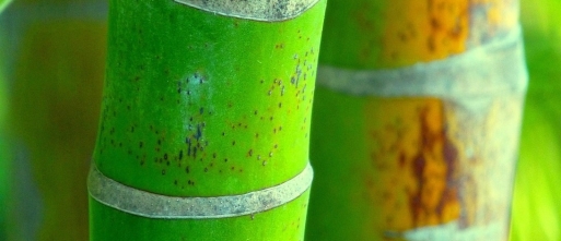 Geen rust in je hoofd? Ontdek hoe spelen en stilte volgens taomind je balans herstellen