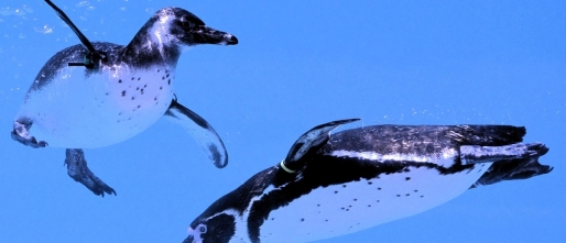 Waarom je niet perfect hoeft te zijn om innerlijke rust te vinden