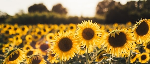Wil jij een zonnebloem zijn of eindigen als een verlept bosje pioenrozen?