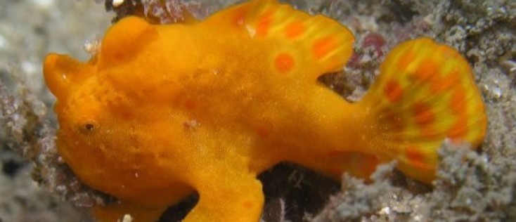 Een vis zo lelijk dat hij geniaal is