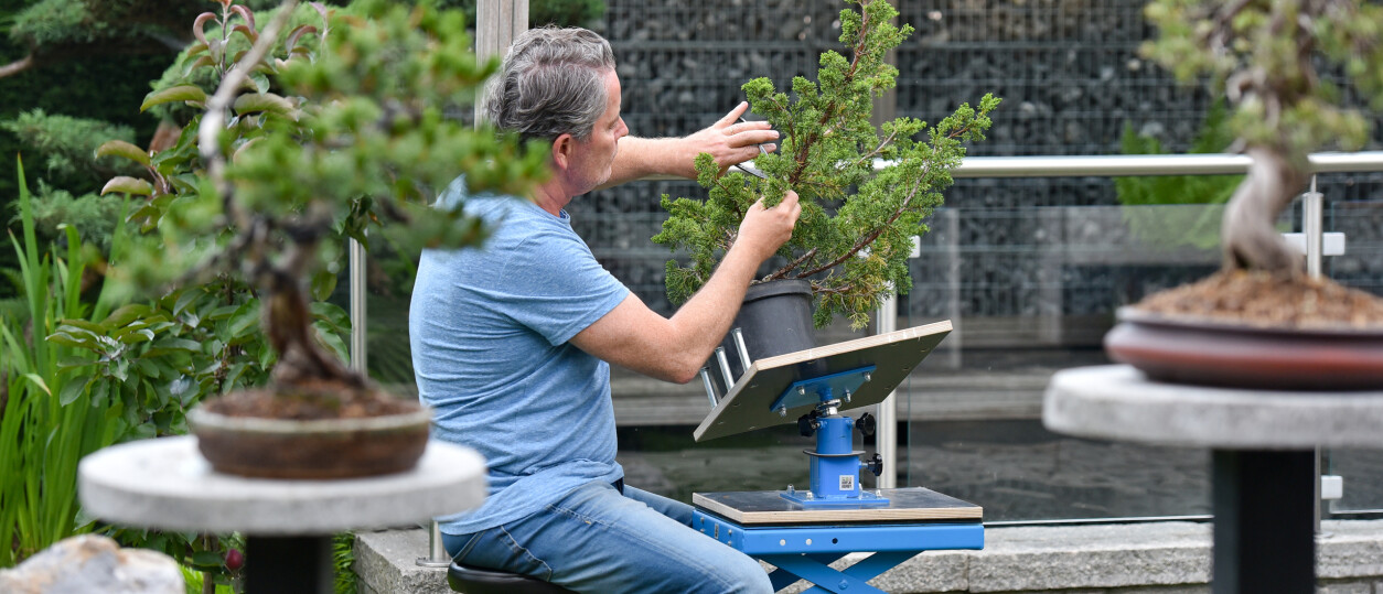 Bonsai boom herfst september Bonsaihobby
