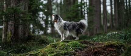 Met jouw hond naar Winterberg