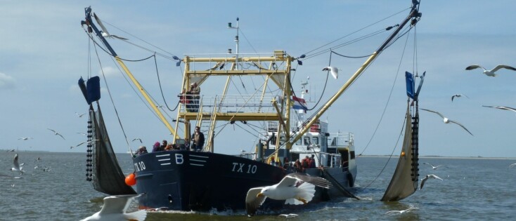 Garnalenvissen en zeehonden zien met de TX20 met een groep