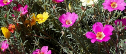 De stille rendementsmaker van je vakantiewoning: je tuin