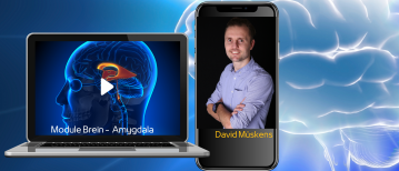 Wat doet de amygdala in het brein?