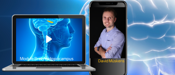 Wat doet de hippocampus in het brein?