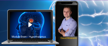 Wat doet de hypothalamus in het brein?