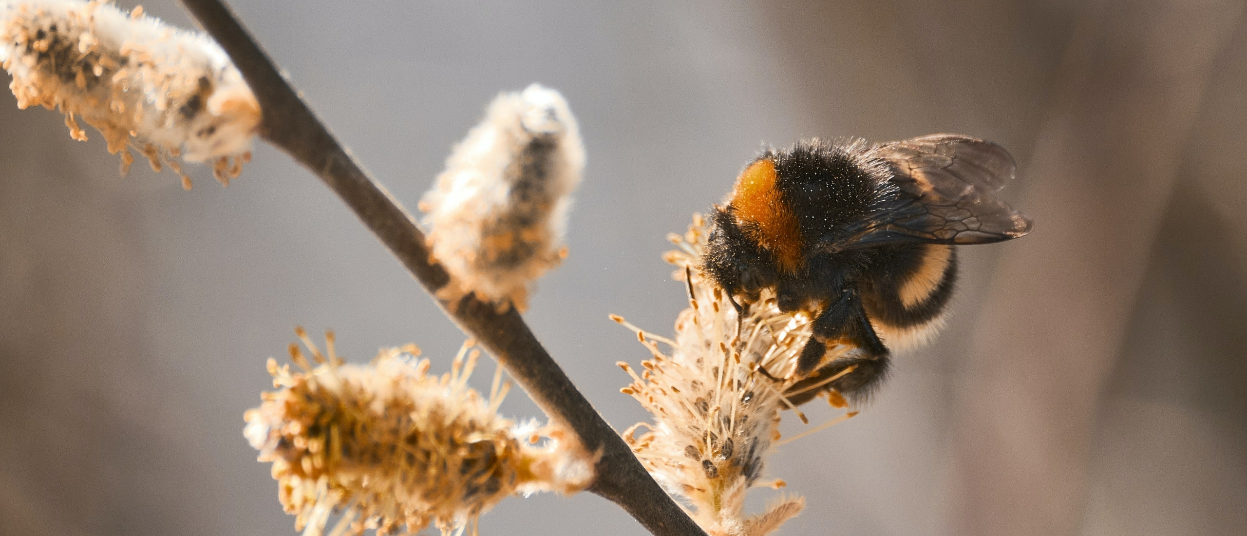 Bijenpollen kopen? Alle gezondheidsvoordelen van bijenpollen waar je blij van wordt!