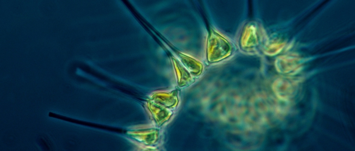 Marine Fytoplankton superfood. Barstensvol met Omega 3 en meer!