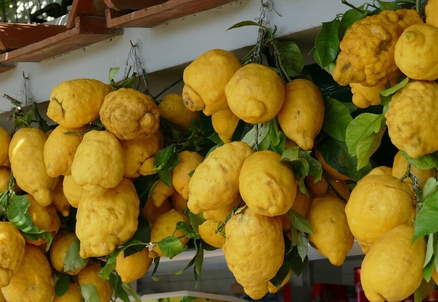 citroenen voor limoncello