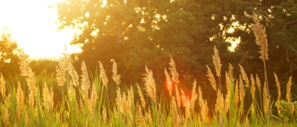 5 Kruiden voor midzomer & Litha