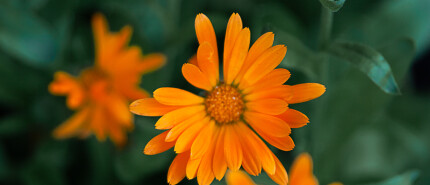 De wondere werking van Calendula officinalis – Goudsbloem