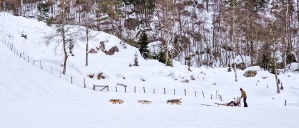 Op avontuur met husky’s, een winterse bucketlist ervaring